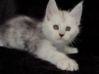 Starlet Pet - Maine Coon - Gallery Photo #1