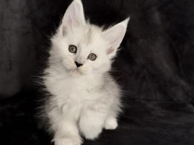 A Very Affectionate Boy - Maine Coon - Gallery Photo #1