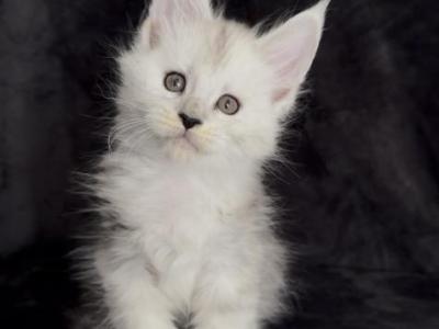 Breeder - Maine Coon - Gallery Photo #1