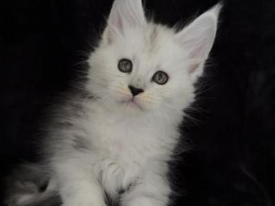 StarletPet Boy - Maine Coon - Gallery Photo #1