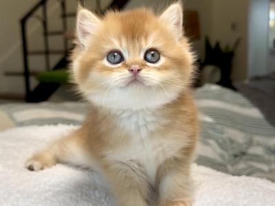 Chocolate Golden Chinchilla Girl By12 - British Shorthair - Gallery Photo #1