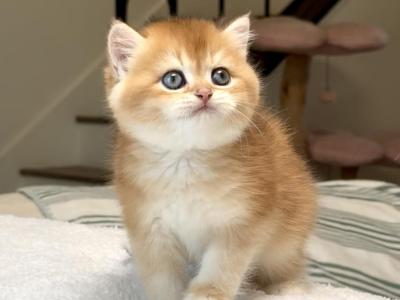 Golden Chinchilla Ny12 Boy - British Shorthair - Gallery Photo #1