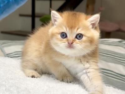 Chocolate Golden Chinchilla Boy 1 By12 - British Shorthair - Gallery Photo #1