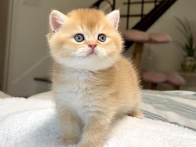 Chocolate Golden Chinchilla Boy 2 By12 - British Shorthair - Gallery Photo #1
