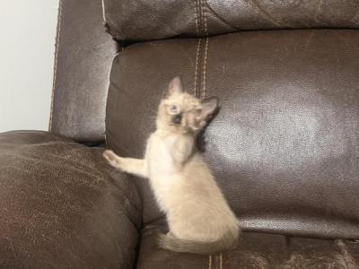 The Countess October Vianna Of Vernon - Siamese - Gallery Photo #1
