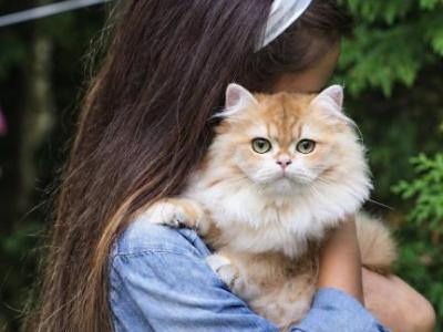 Fanny - British Shorthair - Gallery Photo #1