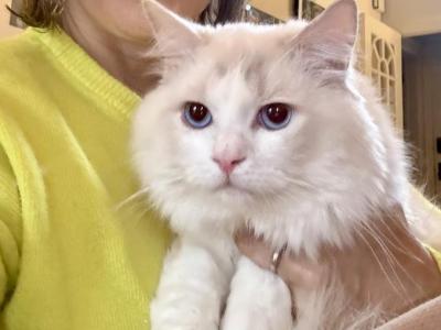Sir Thomas - Ragdoll - Gallery Photo #1