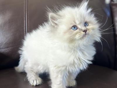 MILES - Siberian - Gallery Photo #1