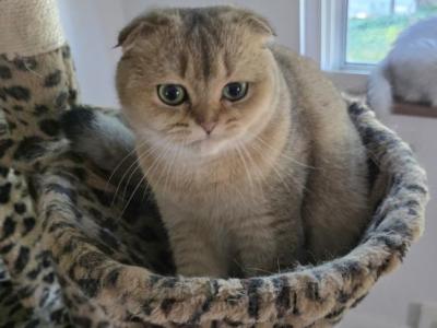 Dara - Scottish Fold - Gallery Photo #1