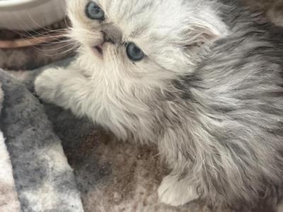 Ollie - Persian - Gallery Photo #1
