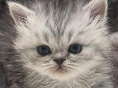 Lucas - Persian - Gallery Photo #1