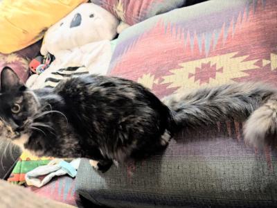 Nine - American Longhair - Gallery Photo #1