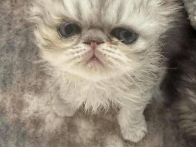 Bodie - Persian - Gallery Photo #1