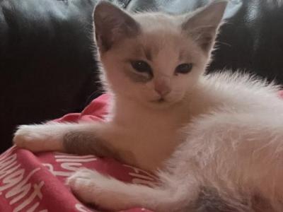 Ragameses - Ragdoll - Gallery Photo #1