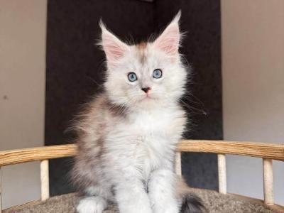 Milo - Maine Coon - Gallery Photo #1