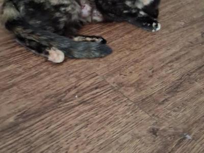 Fania - Siamese - Gallery Photo #1