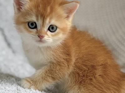British Shorthair Golden Female - British Shorthair - Gallery Photo #1