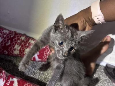 No Name - Siamese - Gallery Photo #1