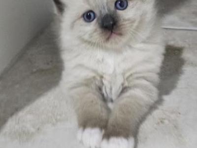Troy - Ragdoll - Gallery Photo #1