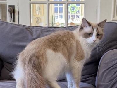 Ivy TICA Registered Seal Bicolor Ragdoll - Ragdoll - Gallery Photo #1