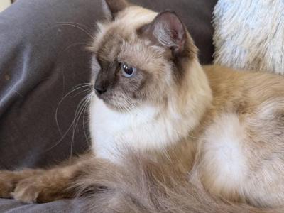 Kitty TICA Registered Blue Point Ragdoll - Ragdoll - Gallery Photo #1