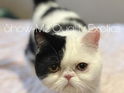 Felix - Exotic - Gallery Photo #1