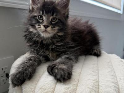 Jacky - Maine Coon - Gallery Photo #1