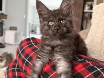 Jhonny - Maine Coon - Gallery Photo #1