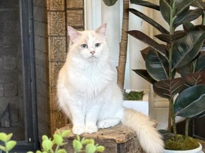 Carina Ragdoll Companion - Ragdoll - Gallery Photo #1