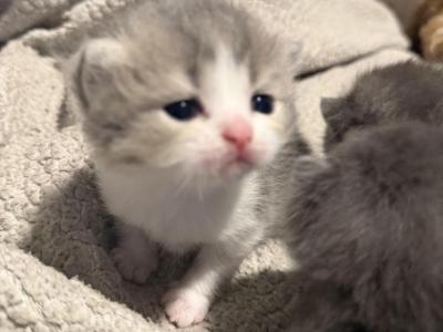 Scottish Kittens - Scottish Fold - Gallery Photo #1
