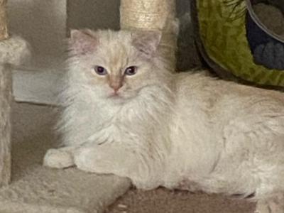 Cappy - Ragdoll - Gallery Photo #1