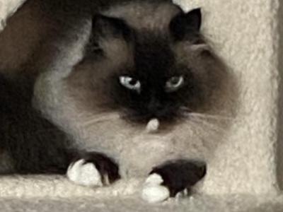 Zappy - Ragdoll - Gallery Photo #1