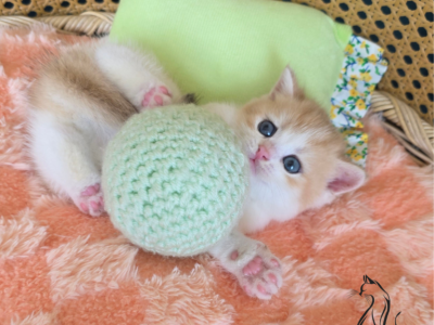 Griffin - British Shorthair - Gallery Photo #1