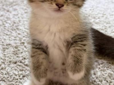 Maya - Scottish Fold - Gallery Photo #1