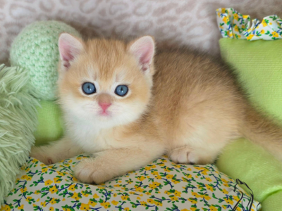 Glen - British Shorthair - Gallery Photo #1