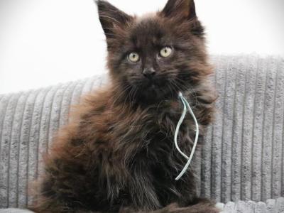 Black Male - Maine Coon - Gallery Photo #1