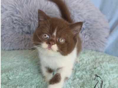 Freddy - British Shorthair - Gallery Photo #1