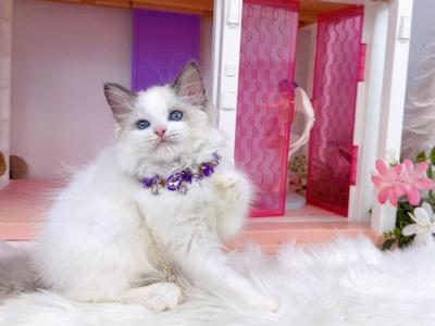 R282 - Ragdoll - Gallery Photo #1