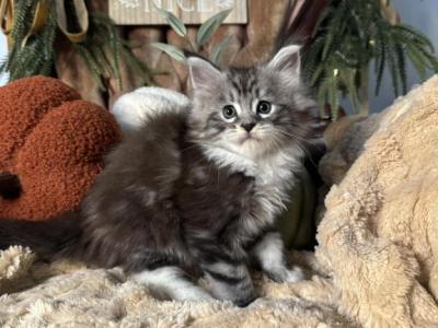 Planets Litter - Maine Coon - Gallery Photo #1