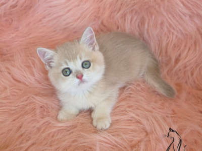 Ivory - British Shorthair - Gallery Photo #1
