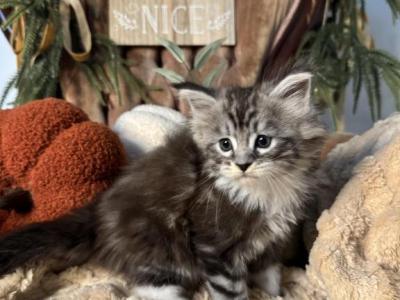 Venus - Maine Coon - Gallery Photo #1