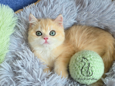 Honey - British Shorthair - Gallery Photo #1
