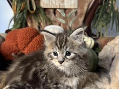 Jupiter Aka Moto Moto - Maine Coon - Gallery Photo #1
