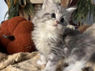 Mars - Maine Coon - Gallery Photo #1