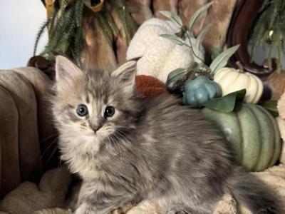 Earth - Maine Coon - Gallery Photo #1