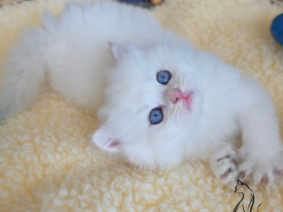 Kris - British Shorthair - Gallery Photo #1