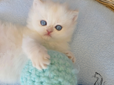 Kaia - British Shorthair - Gallery Photo #1
