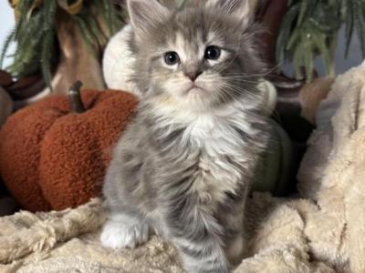 Mercury - Maine Coon - Gallery Photo #1