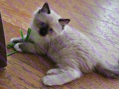 Biggie Rare Seal Tortie Mitted Ragdoll Kitten - Ragdoll - Gallery Photo #1
