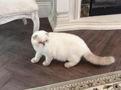 Scottish Fold Color Point Male - Scottish Fold - Gallery Photo #1